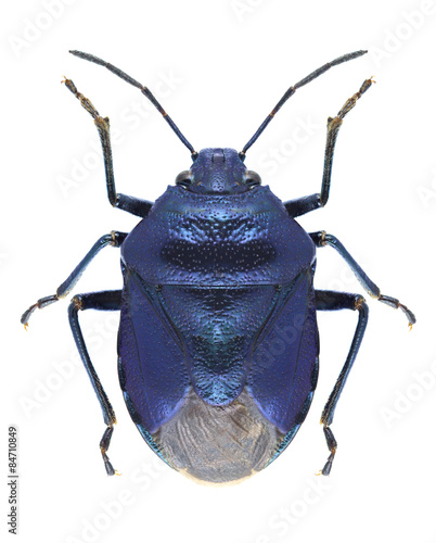 Bug Zicrona caerulea photo