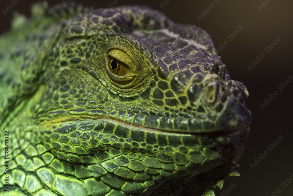 Iguane vert ou Iguane commun - Iguana iguana Iguane vert ou Iguane commun - Iguana iguana