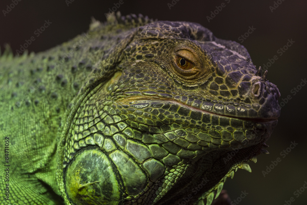 Iguane vert ou Iguane commun - Iguana iguana Iguane vert ou Iguane commun - Iguana iguana