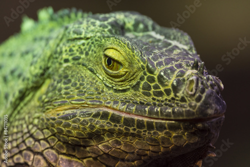 Iguane vert ou Iguane commun - Iguana iguana