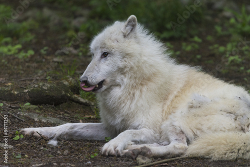 Loup de la toundra d Alaska  Canis lupus tundrarum 