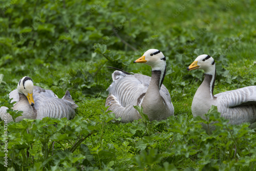 Obraz premium Oie à tête barrée - Anser indicus - Bar-headed Goose