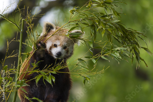 Fototapeta Naklejka Na Ścianę i Meble -  petit panda -  panda roux - panda fuligineux - panda éclatant (
