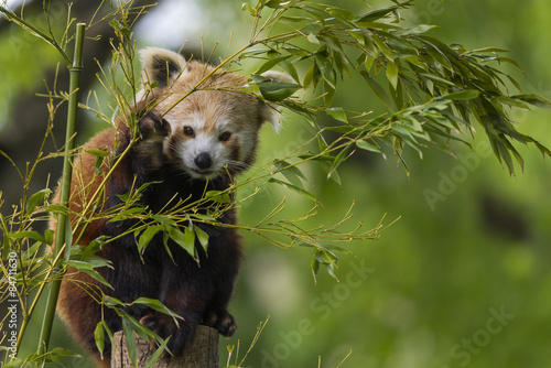 Fototapeta Naklejka Na Ścianę i Meble -  petit panda -  panda roux - panda fuligineux - panda éclatant (