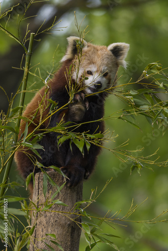Fototapeta Naklejka Na Ścianę i Meble -  petit panda -  panda roux - panda fuligineux - panda éclatant (