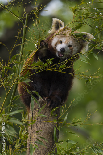 Fototapeta Naklejka Na Ścianę i Meble -  petit panda -  panda roux - panda fuligineux - panda éclatant (