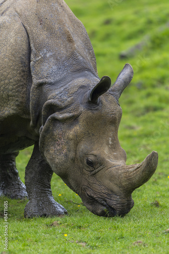 Rhinoc  ros  Rhinocerotidae 