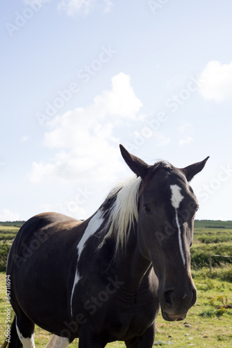 single horse in a field with blue skies