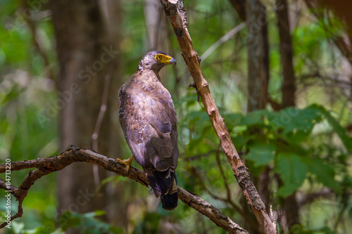 Adult Crested serpent-eagle(Spilornis cheela)