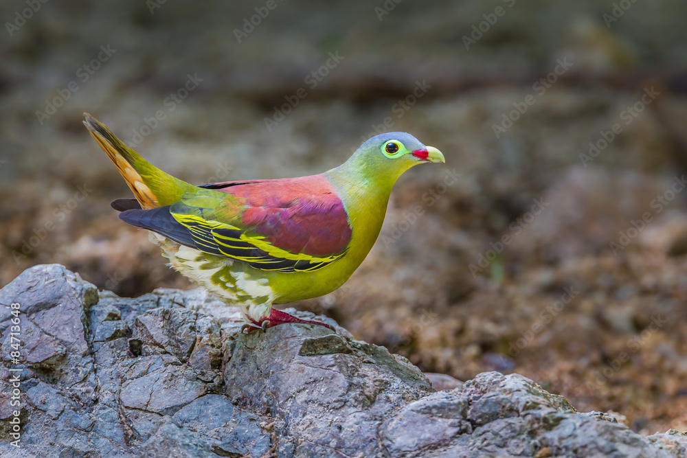 Male Thick-billed Green Pigeon (Treron curvirostra) Male Thick-billed Green Pigeon (Treron curvirostra)