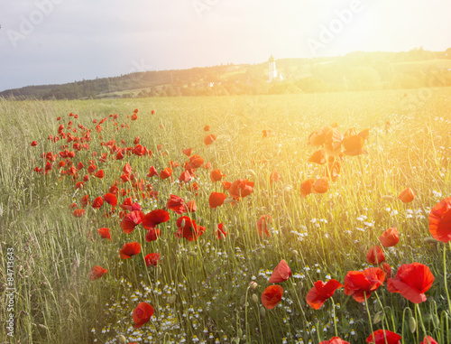 Fototapeta Naklejka Na Ścianę i Meble -  papaveri tra i raggi di sole