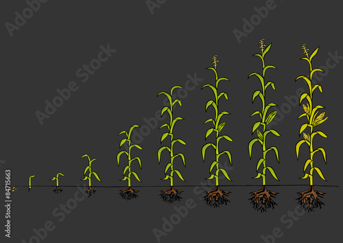 Maize Development Diagram. Stages of growth