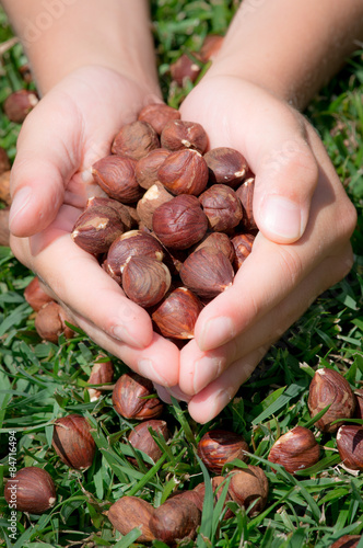 Child's hands holding hazelnuts, grass as background. Natural or health concept.
