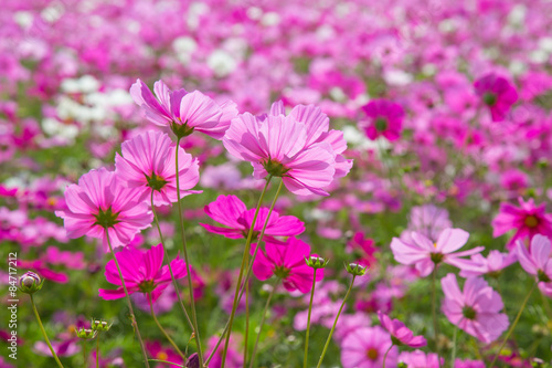 Cosmos flowers