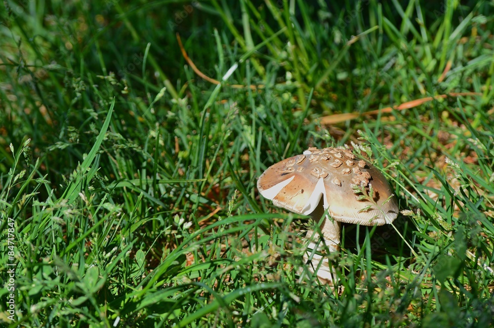 Pilz Pilz
