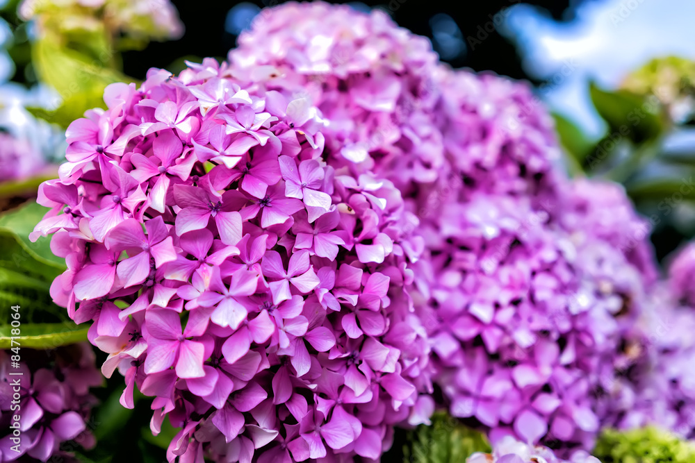 Beautiful purple flowers at green field.