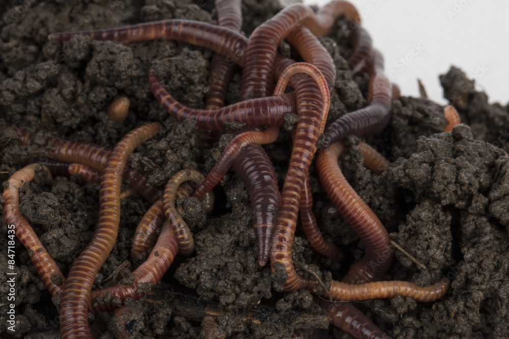 Red worms in compost - Stock image. Red worms in compost - Stock image.