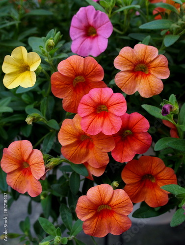 Wallpaper Mural カリブラコア Torontodigital.ca