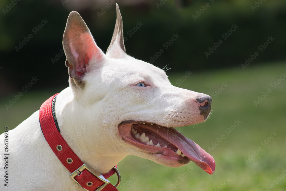 Portrait of a white American pit bull terrier with blue eyes.