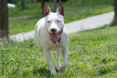 Obraz na plátne American pit bull terrier running.