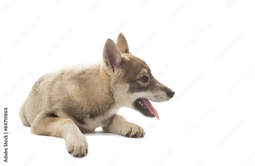 Funny Husky puppy lying on a white background