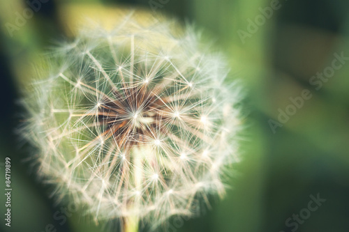 Fototapeta Naklejka Na Ścianę i Meble -  Dandelion macro