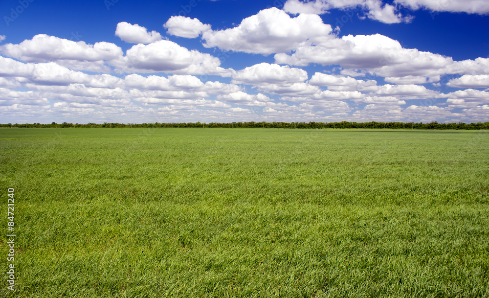 Obraz premium green field