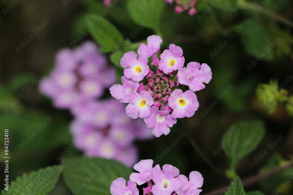 hydrangea hydrangea