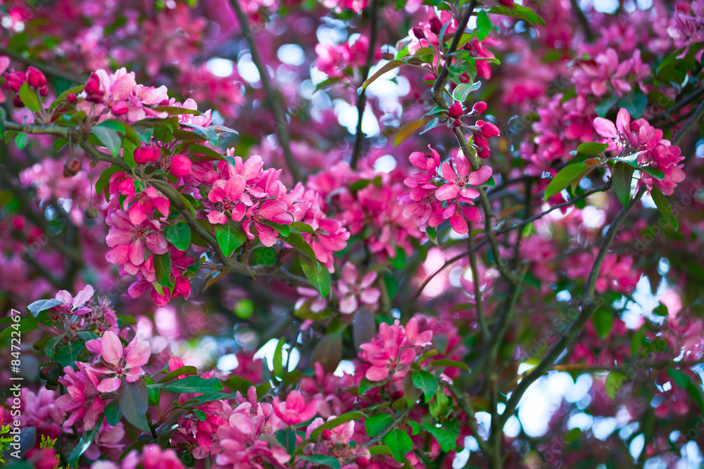 Blooming branch of a pink apple on sunny weather Blooming branch of a pink apple on sunny weather