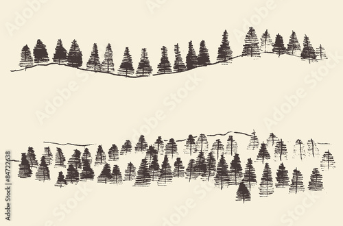 Fir Forest Contours Engraving in Mountains
