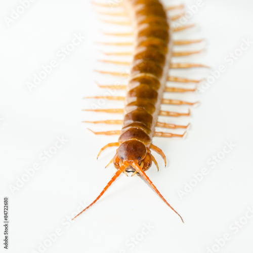Centipede isolated © Beach boy 2024