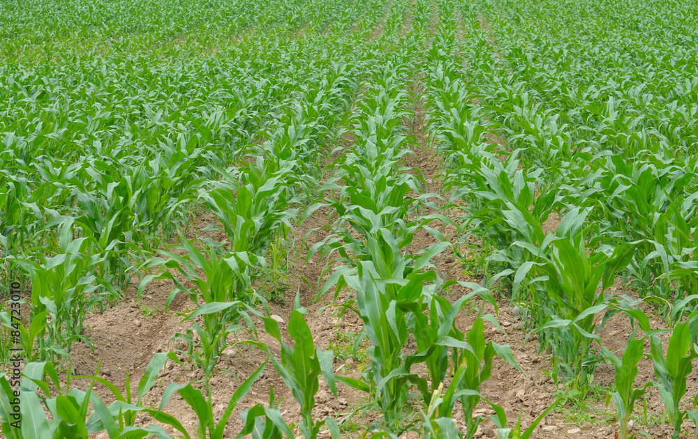 Naklejka premium Maize field