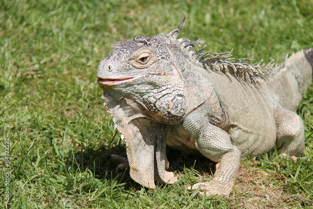 Obraz premium A Beautiful Iguana Reptile Basking in the Sunshine.