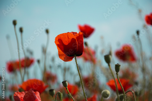 Fototapeta Naklejka Na Ścianę i Meble -  Poppy flowers
