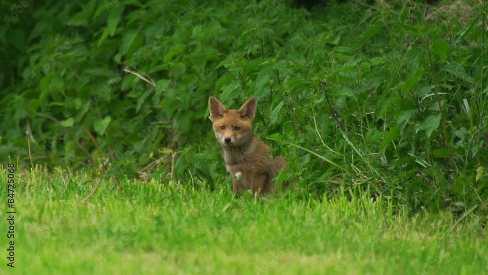 Jungfüchse vor dem Bau