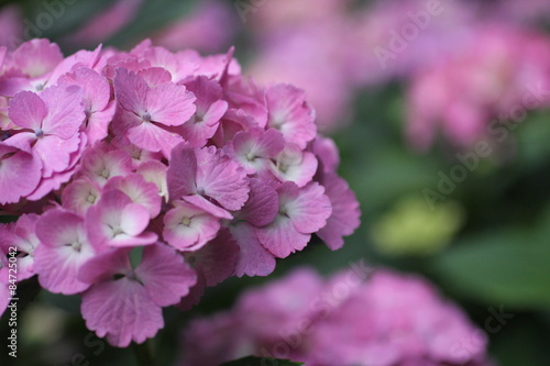ピンクの紫陽花