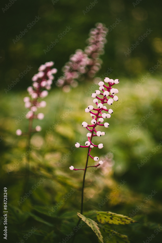 Actaea Alba or White Cohosh.
Actaea, commonly called baneberry or bugbane Actaea Alba or White Cohosh.
Actaea, commonly called baneberry or bugbane