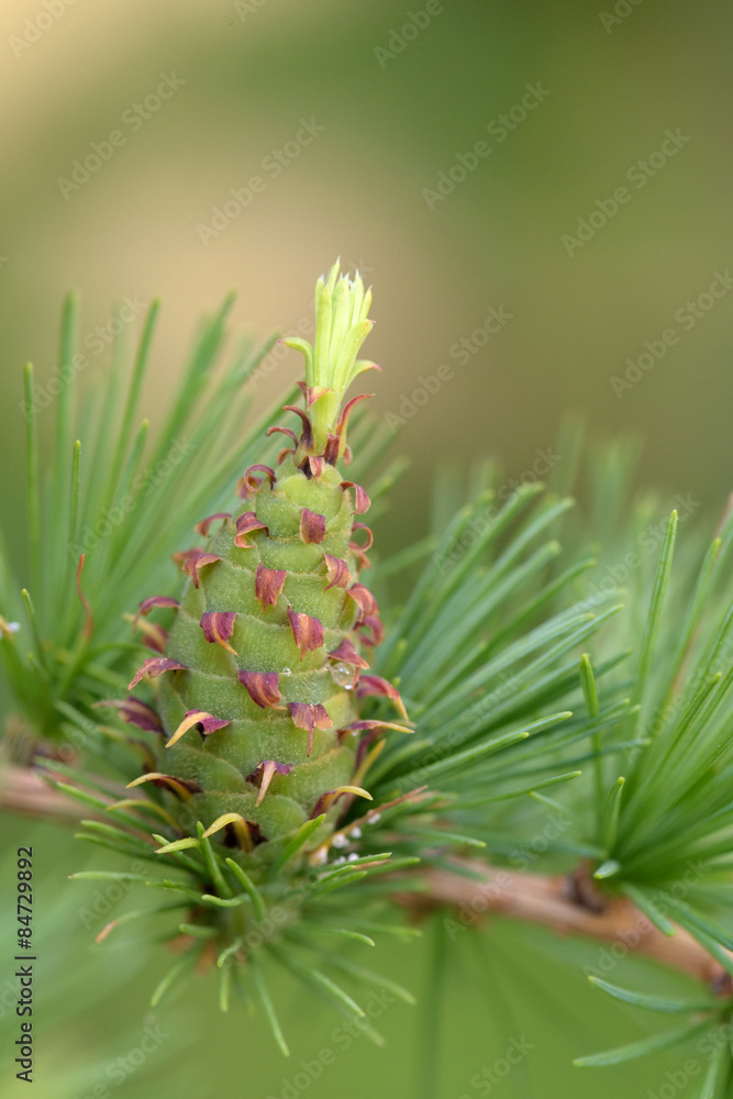 Larch strobilus Larch strobilus