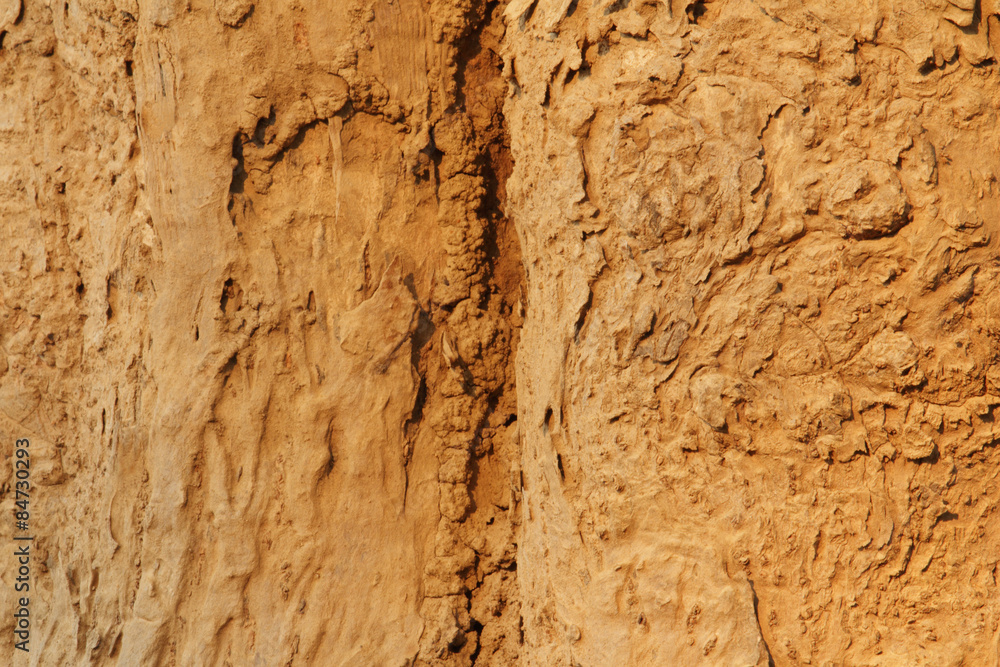 Fototapeta premium Tree bark texture. Nature wood background