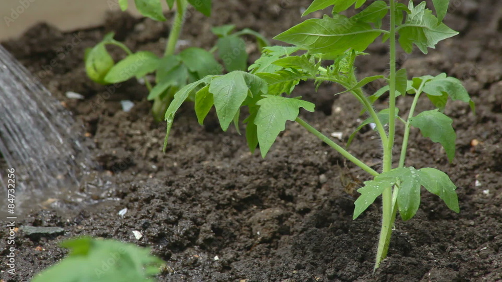 watering of vegetable garden watering of vegetable garden