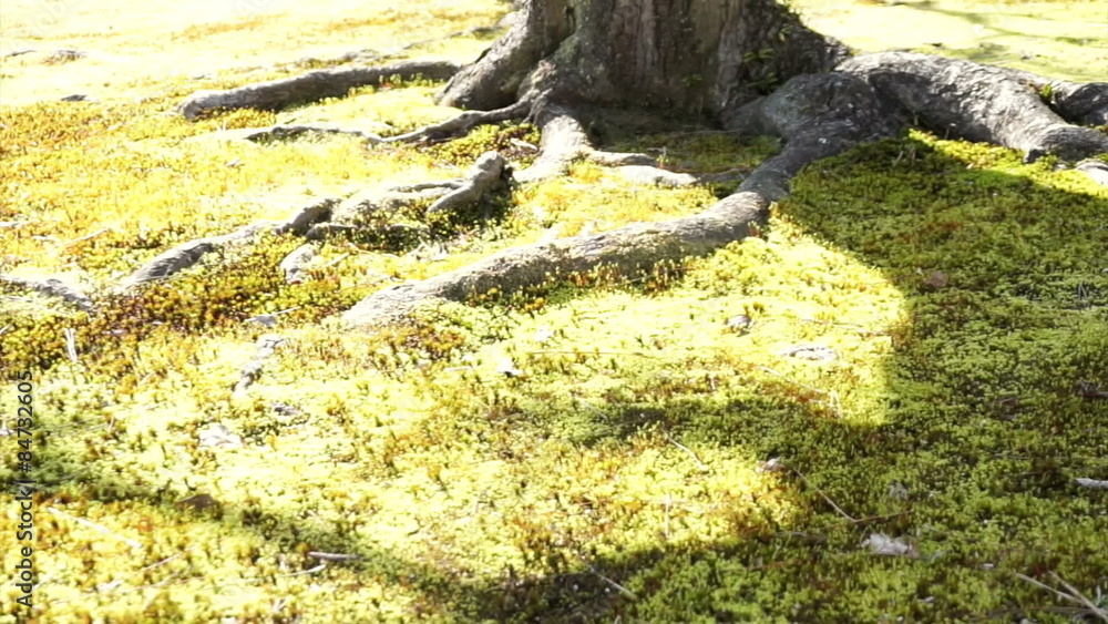 under the old tree ground cover with green lush moss under the old tree ground cover with green lush moss
