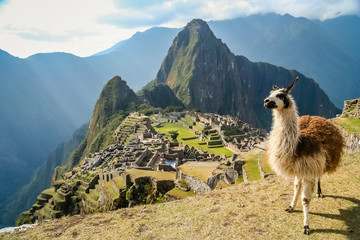 Fototapete Südamerika Lama vor Machu Picchu Ruinen  © Pav-Pro Photography 