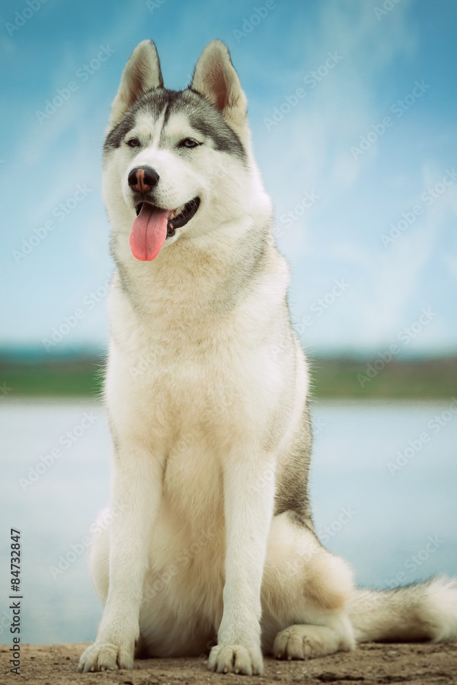 Portrait  dog. Close-up. Siberian husky. River landscape.