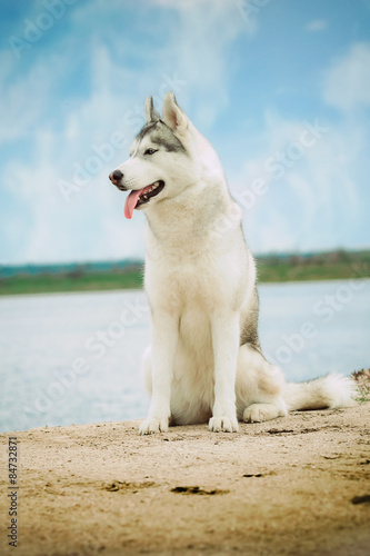 Portrait dog. Close-up. Siberian husky. River landscape.