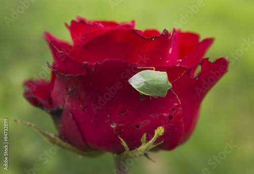 Tableau sur toile Insect on the rose