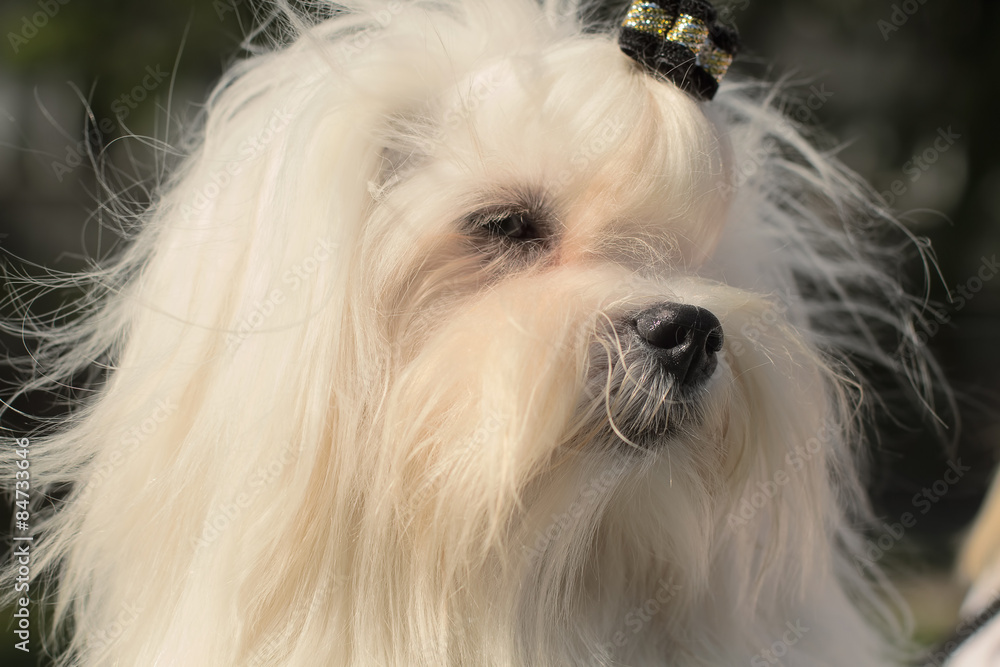 A cute female maltese dog A cute female maltese dog