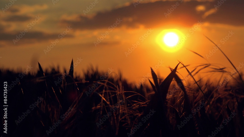 Silhouettes of Cars in Sunset Driving Through Idyllic Countryside by the Wheat Field Silhouettes of Cars in Sunset Driving Through Idyllic Countryside by the Wheat Field