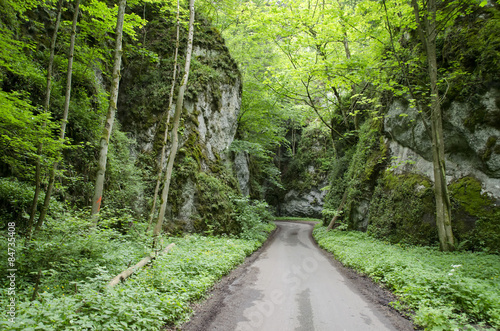 Billede på lærred asphalt road in a canyon in the woods