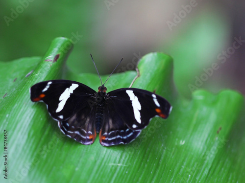 The black butterfly with white stripes sitting on green leave