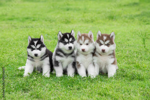 Four Siberian husky puppies sitting